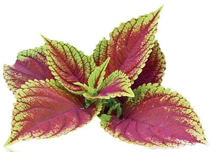 Coleus Forskolia ως μέρος της Reduslim